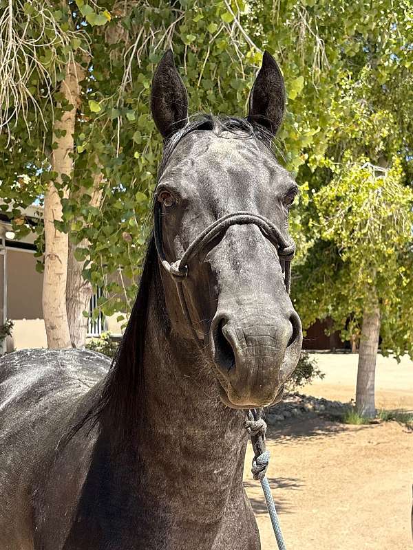 mare-quarter-horse