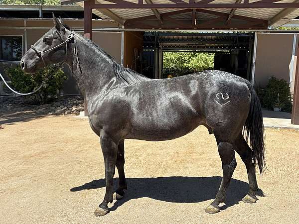 colt-quarter-horse