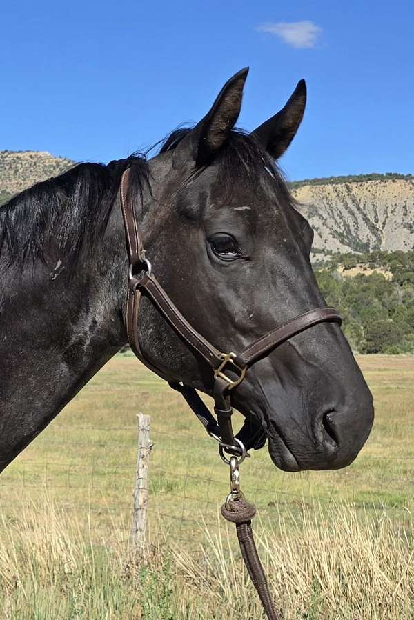 mare-quarter-horse