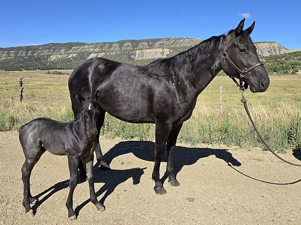 filly-quarter-horse