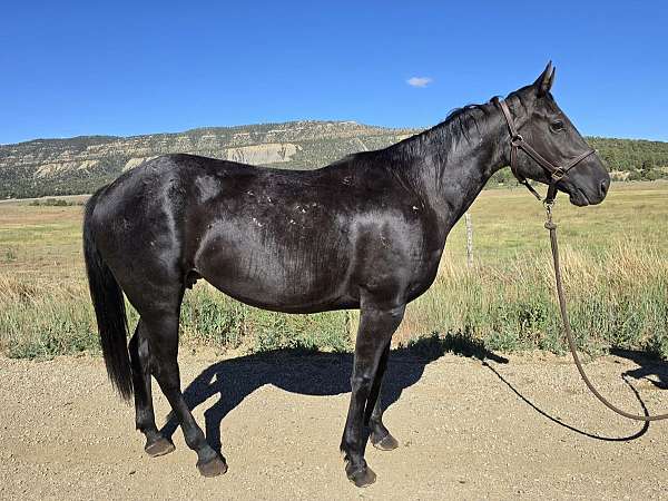 colt-quarter-horse