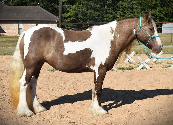 gypsy-vanner-mare