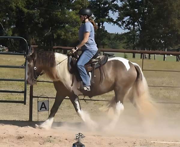 gypsy-vanner-horse-for-sale