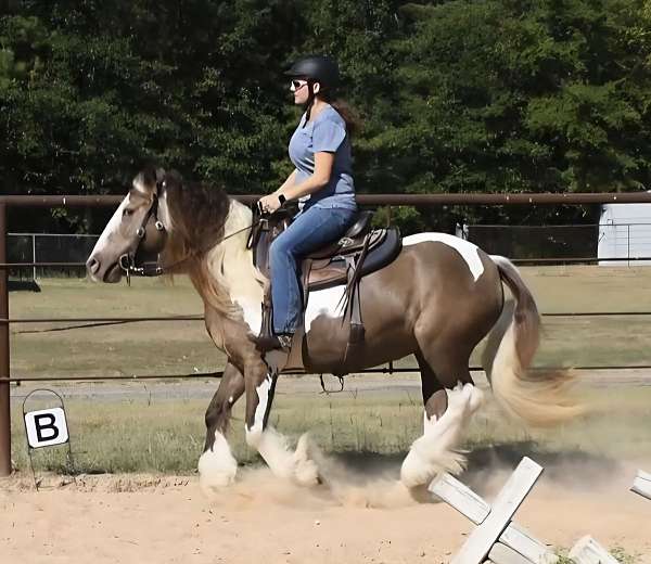 gypsy-vanner-horse