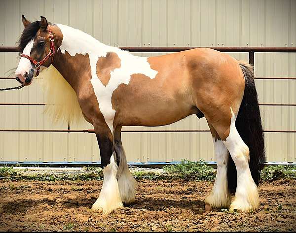 dun-ghra-gelding