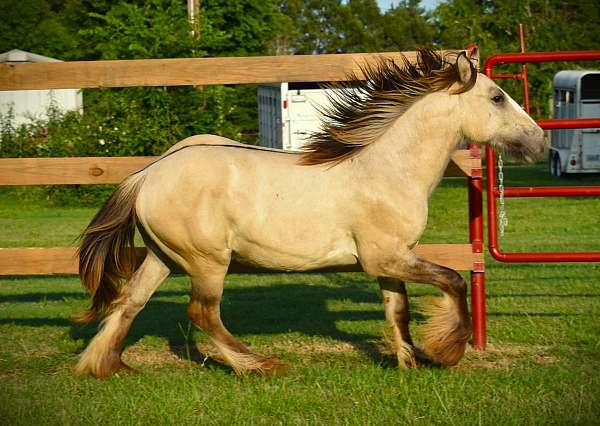 dunskin-gypsy-vanner-gelding