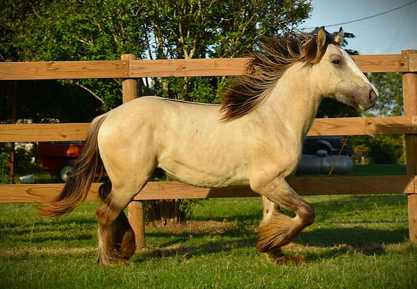 dunskin-ghra-gelding