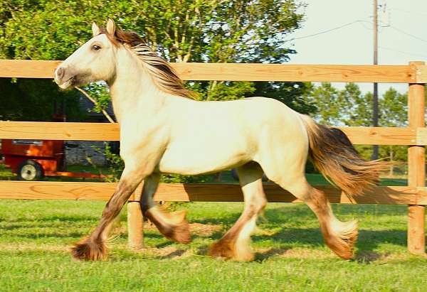 black-dunskin-athletic-flashy-horse