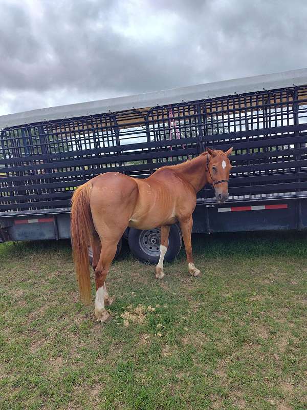 14-hand-gelding