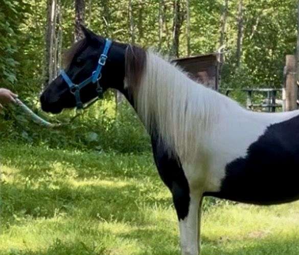 black-pinto-amhr-gelding-stallion