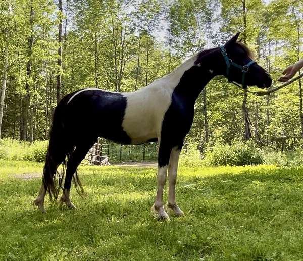 black-pinto-companion-horse