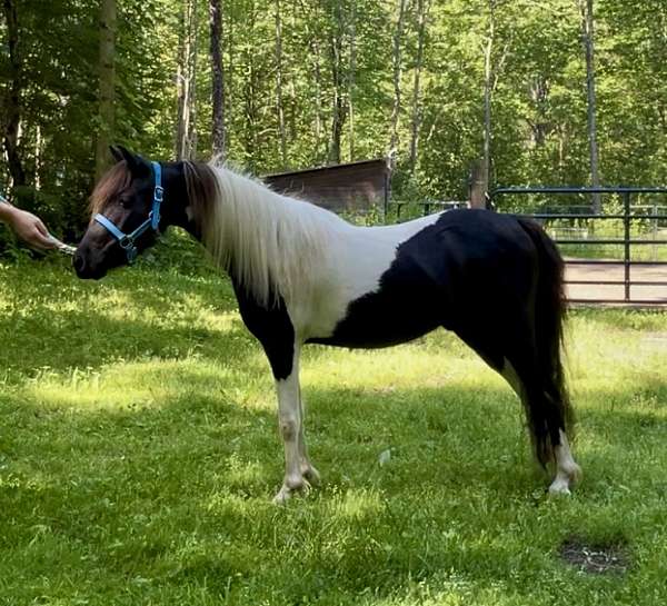 black-pinto-experienced-horse