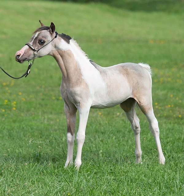 buckskin-pinto-weanling