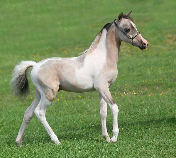 pinto-weanling