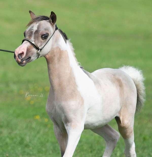 tobiano-pinto-foal