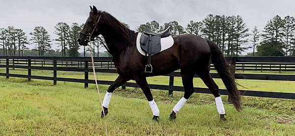 performance-friesian-paint-horse