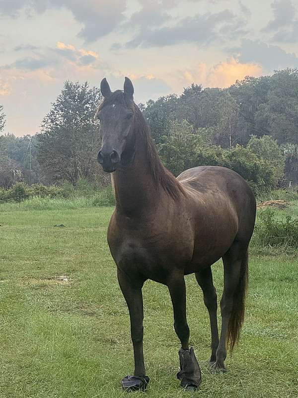 friesian-gelding