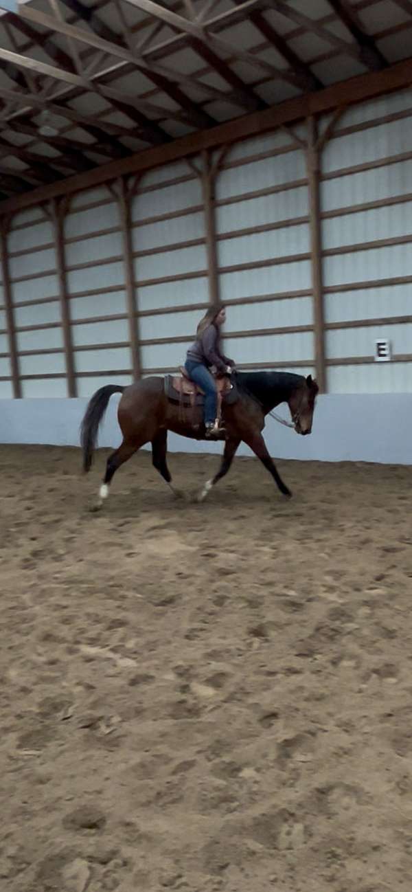 bay-beginner-ridden-western-horse