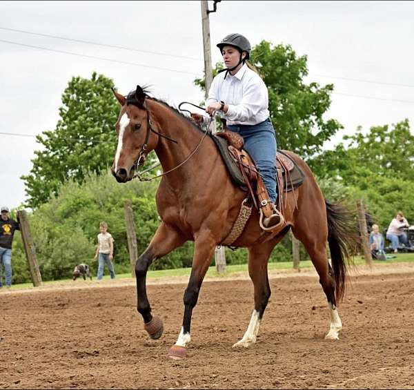 available-thoroughbred-horse