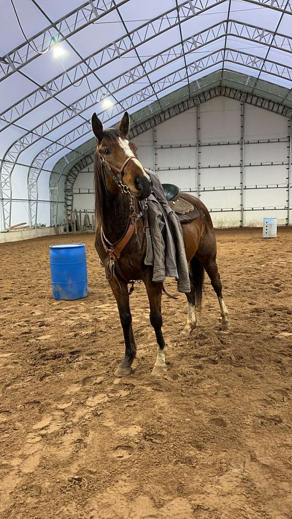 all-around-thoroughbred-horse