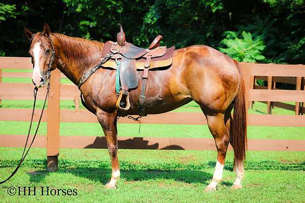 all-around-paint-horse