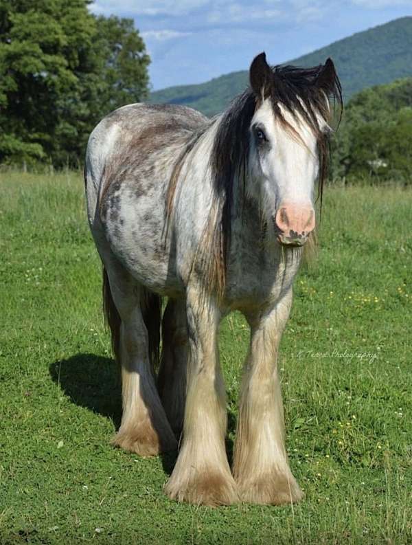 gypsy-vanner-horse