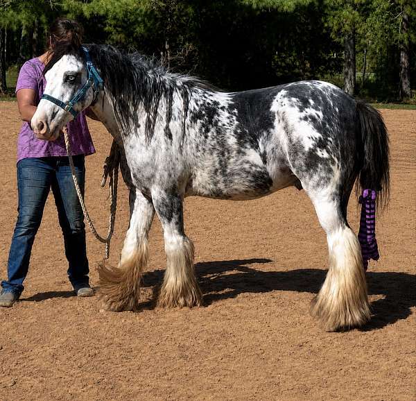 gypsy-vanner-gelding