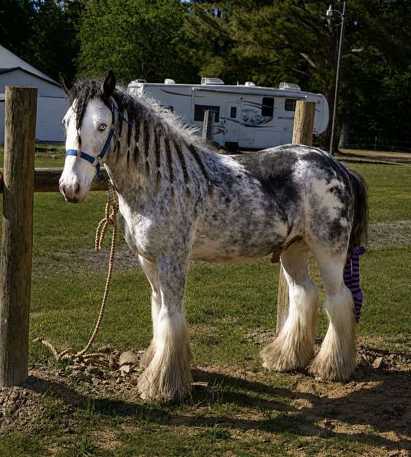 gypsy-vanner-horse-for-sale