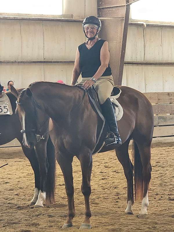 white-blaze-on-two-hind-feet-horse