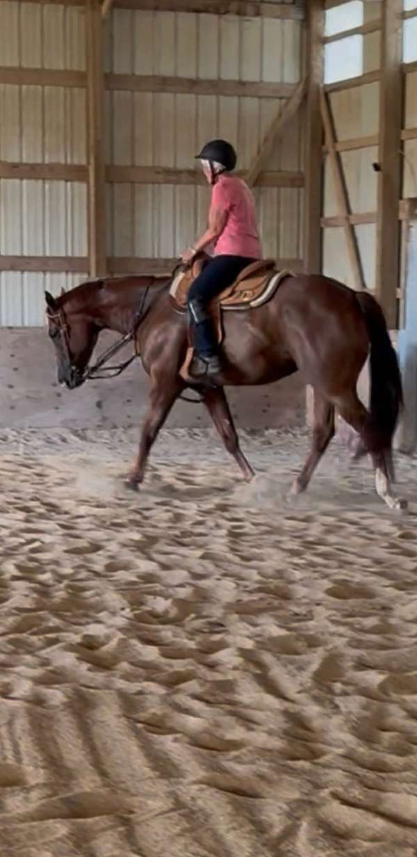 sorrel-white-blaze-on-two-hind-feet-horse