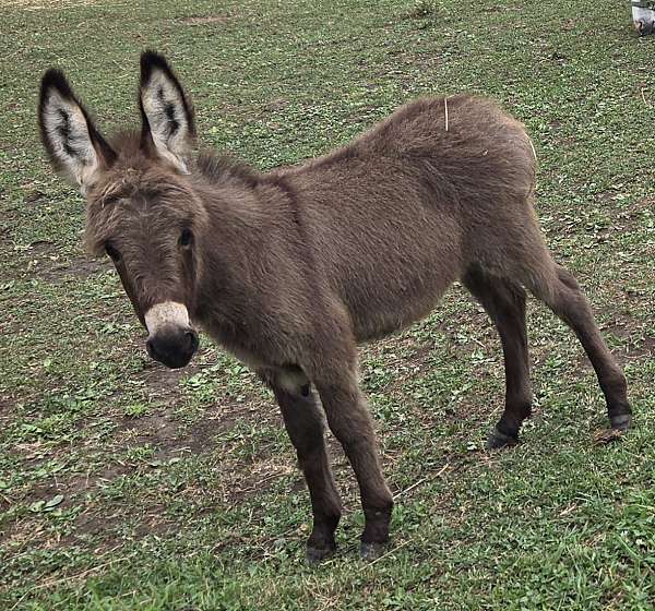 donkey-colt