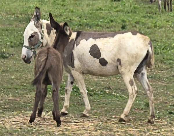 donkey-for-sale