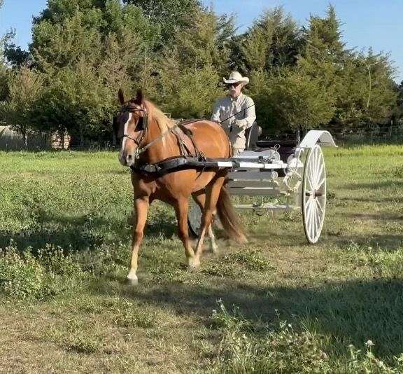haflinger-gelding