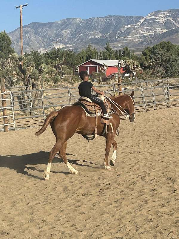 lucerne-valley-quarter-horse