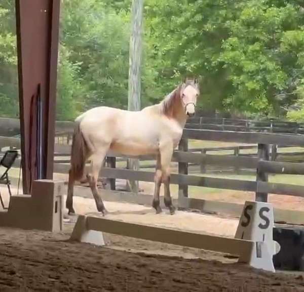 pre-andalusian-horse