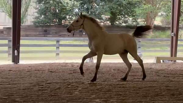 andalusian-horse