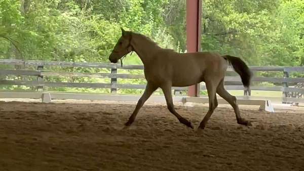 buckskin-andalusian-horse