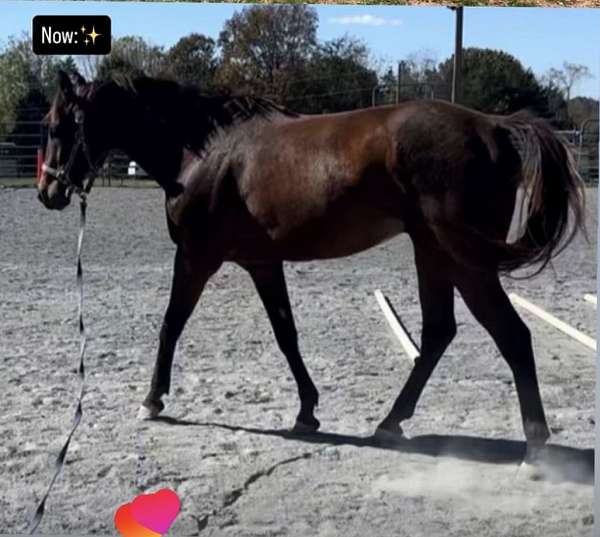bay-star-horse
