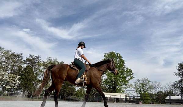 all-around-thoroughbred-horse