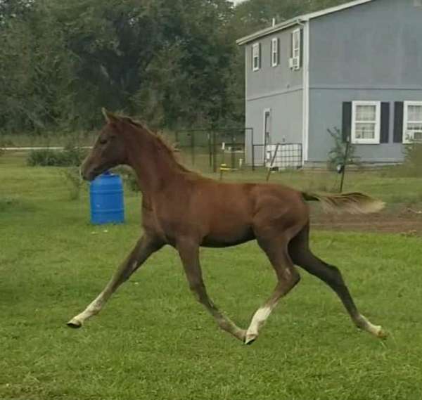 grey-national-show-horse