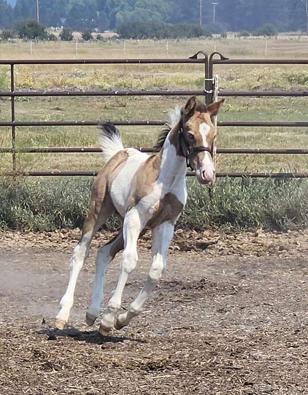 champagne-tobiano-blue-eyes-horse