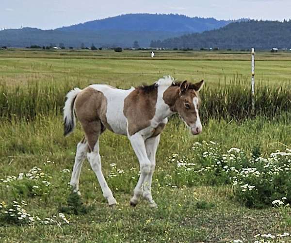 reined-cowhorse-paint-horse