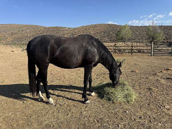 star-white-on-three-of-four-pasterns-horse