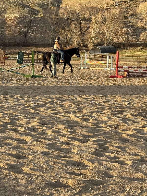 black-star-white-on-three-of-four-pasterns-horse