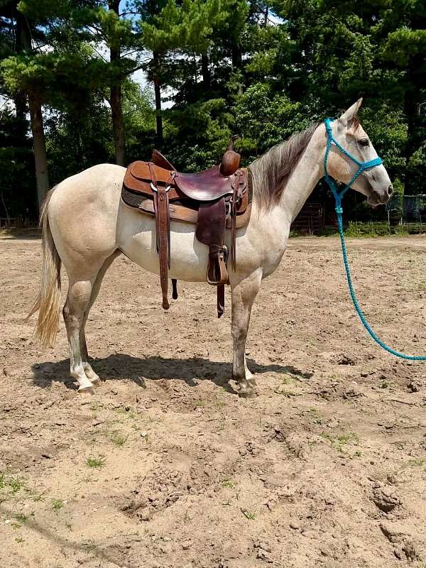 all-around-quarter-horse