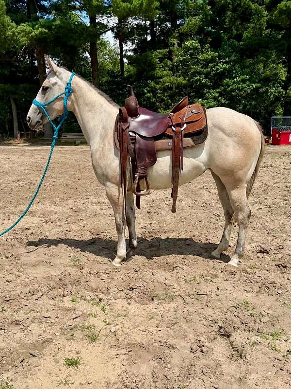 athletic-quarter-horse
