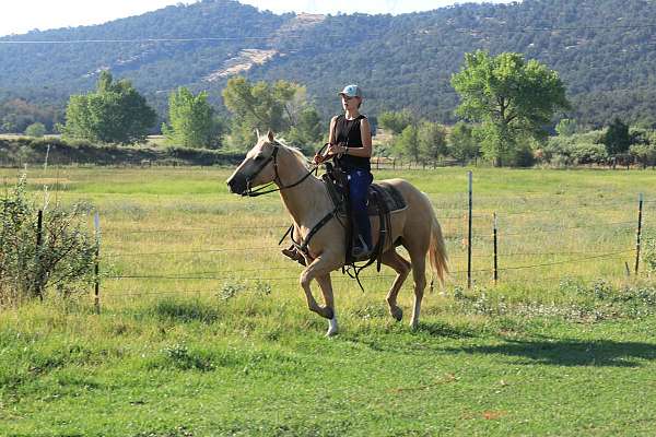 athletic-kid-safe-quarter-horse