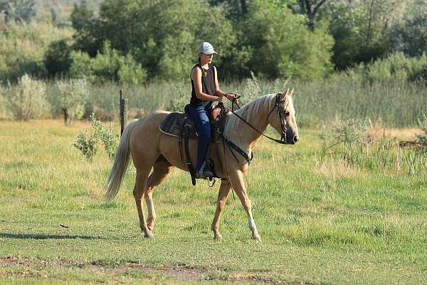 palomino-athletic-kid-safe-horse