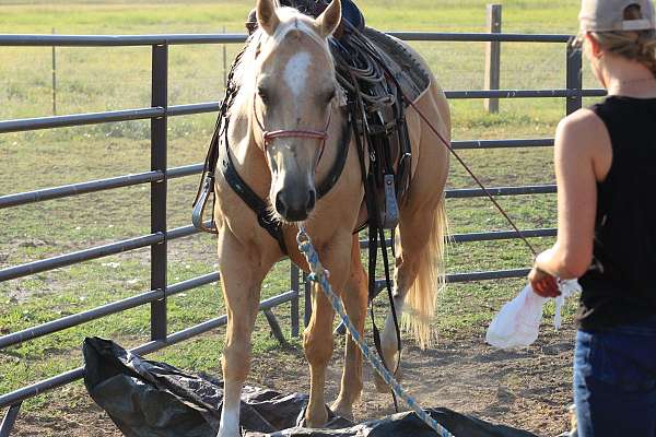 athletic-kid-safe-gelding