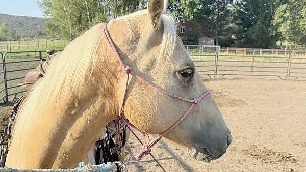 and-ranch-quarter-horse